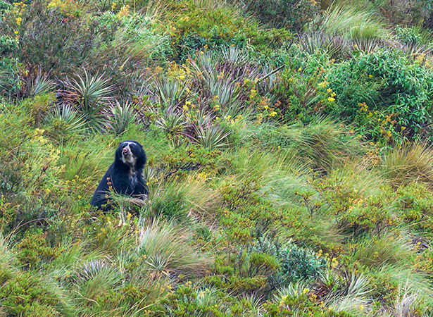 Conservación de la biodiversidad